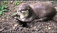 Happy otters squeak in excitement during playtime