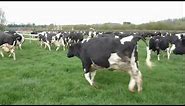 Happy Cows skipping out to grass for the first time. April 2012