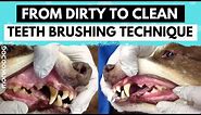 How to clean your Dog's Teeth at HOME in simple steps. l Dog grooming tips l