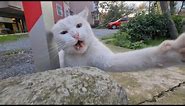 Angry White Cat Attacks my Camera and Slaps it.
