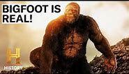 4 SHOCKING BIGFOOT SIGHTINGS | The Proof is Out There