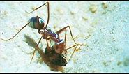 How Ants Use the Sun to Find Food | Trials of Life | BBC Earth