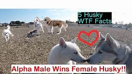 Alpha Male Siberian Husky Wins Babe, Top 5 Husky WTF Facts!