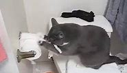 Cat Shreds Toilet Paper