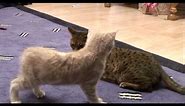 Introducing Bengal cat to a new kitten for first time