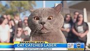 The Cat Who Caught the Laser