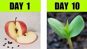 Apple Seed Germination Step By Step with Time Lapse