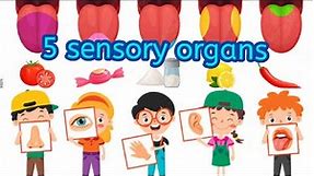 five senses for grade 1!!! 5 sensory organs and their functions...