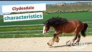 Clydesdale | characteristics, origin & disciplines