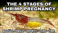 Examples of the 4 Stages of Shrimp Pregnancy & Growth: (HD 2022 Version) Cherry Shrimp Life Cycle.