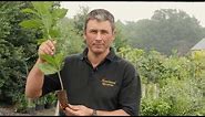 How to plant a Red Oak Tree from Cell Grown - British Seed origin
