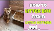 How to Litter Box Train Little Kittens 🐱