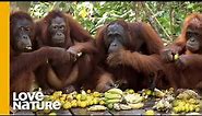 Shy Orangutan Shares Fruit with Friends | Love Nature