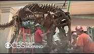 Inside the revamped Smithsonian dinosaur exhibit