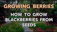 How to Grow Blackberries From Seeds