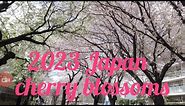 2023 JAPAN CHERRY BLOSSOMS/ROAD TOUR PART 2/MSday Tv