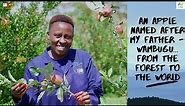 How we grow apples & are creating generational wealth through fruit farming #WambuguApple