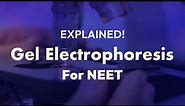 Gel Electrophoresis - Explained in Detail || NEET Biology || Aakash Institute