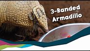 The Three-Banded Armadillo [Paignton Zoo]
