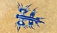 Blue Sea slug: Glaucus Atlanticus, Australia (unedited)
