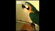 Parrot: What the F**K