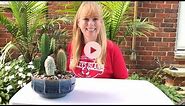 How to Make an Indoor Cactus Garden
