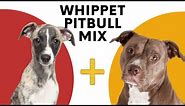 All About the Whippet Pitbull Mix