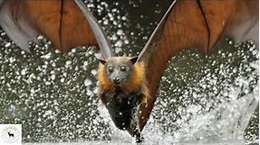 Flying Fox Bats - Majestic And Awe Inspiring Bat