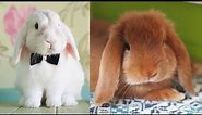 Bunnies being cute - Funny and Cute Baby Bunny Rabbit - Cute Baby animals
