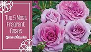 Top 5 Most Fragrant Roses | NatureHills.com