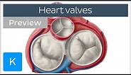 Valves of the heart (preview) - Human Anatomy | Kenhub