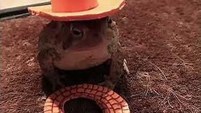 Toad Hats: Guy Makes Tiny Hats For Toad | The Dodo