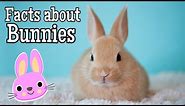 Facts about Bunnies for Kids
