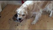 Angry eating dog