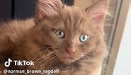 Ever see a solid cinnamon brown ragdoll kitten?? 😻😻😻 #cattok #browncat #ragdoll #kittensoftiktok #catlife #catvideos #meow #ragdollkitten #foryou #catdistributionsystem