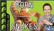 Corn Snake, The Best Pet Reptile?