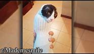 r/Mademesmile | Cat in a sock
