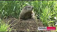 Controlling Woodchucks/Groundhogs