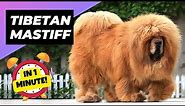 Tibetan Mastiff 🐶 The King of Fluffy Giants! | 1 Minute Animals