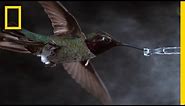 See Hummingbirds Fly, Shake, Drink in Amazing Slow Motion | National Geographic