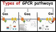 G protein coupled receptor signaling | GPCR signaling: Types of G alpha subunit | G alpha s, q and i