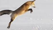 Watch: Cute red fox dives headfirst into snow and gets its prey