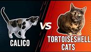 Calico vs Tortoiseshell Cats – Which One Should You Buy? (Which is the BEST OPTION for You?)