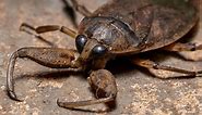 What Do Water Bugs Eat? 10 Foods This Bug Loves