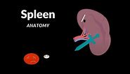 Spleen Anatomy (Structures, Function, Topography, Coverings and Ligaments)
