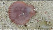 Sea scallops - Chlamys islandica - Hörpudiskur - Sjávarskel - Skeljar - Skeldýr
