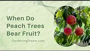 When Do Peach Trees Bear Fruit?