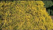 Chamaecyparis pisifera ' Golden Mop ' Dwarf Sawara Cypress March 12, 2020