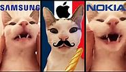 French Cat but it's famous phone ringtones