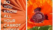 A Guide to Various Types of Carrots | Properly Rooted